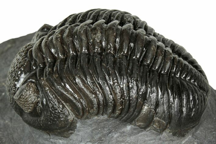 Detailed Pedinopariops Trilobite - Mrakib, Morocco #348140